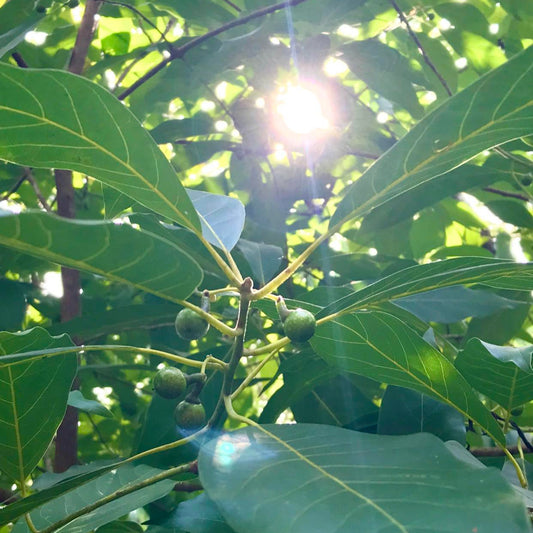 Donate to Women's Crisis Shelter