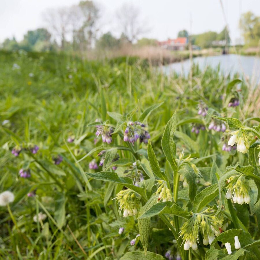 Lus na Gcnámh Briste Bone & Bruise Balm