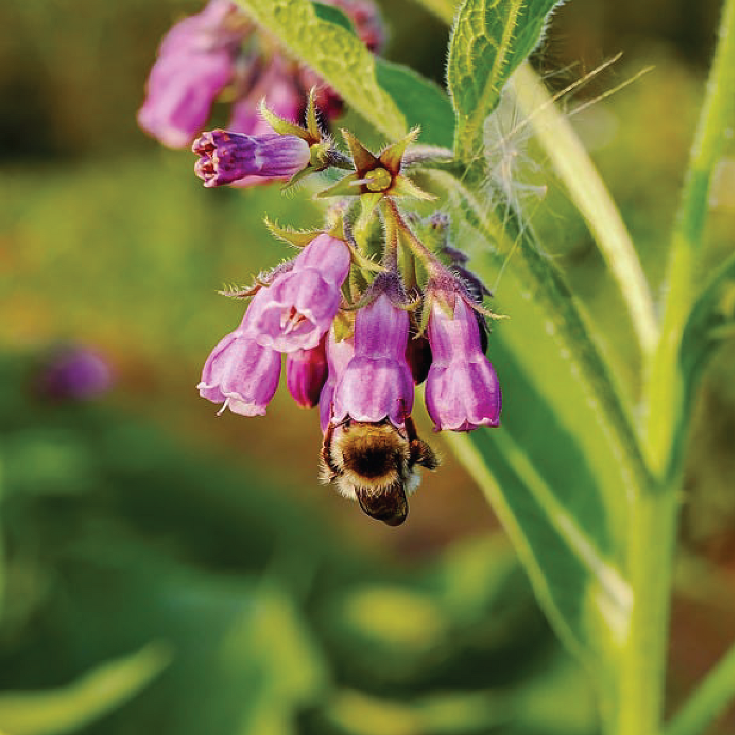 Lus na Gcnámh Briste Bone & Bruise Balm