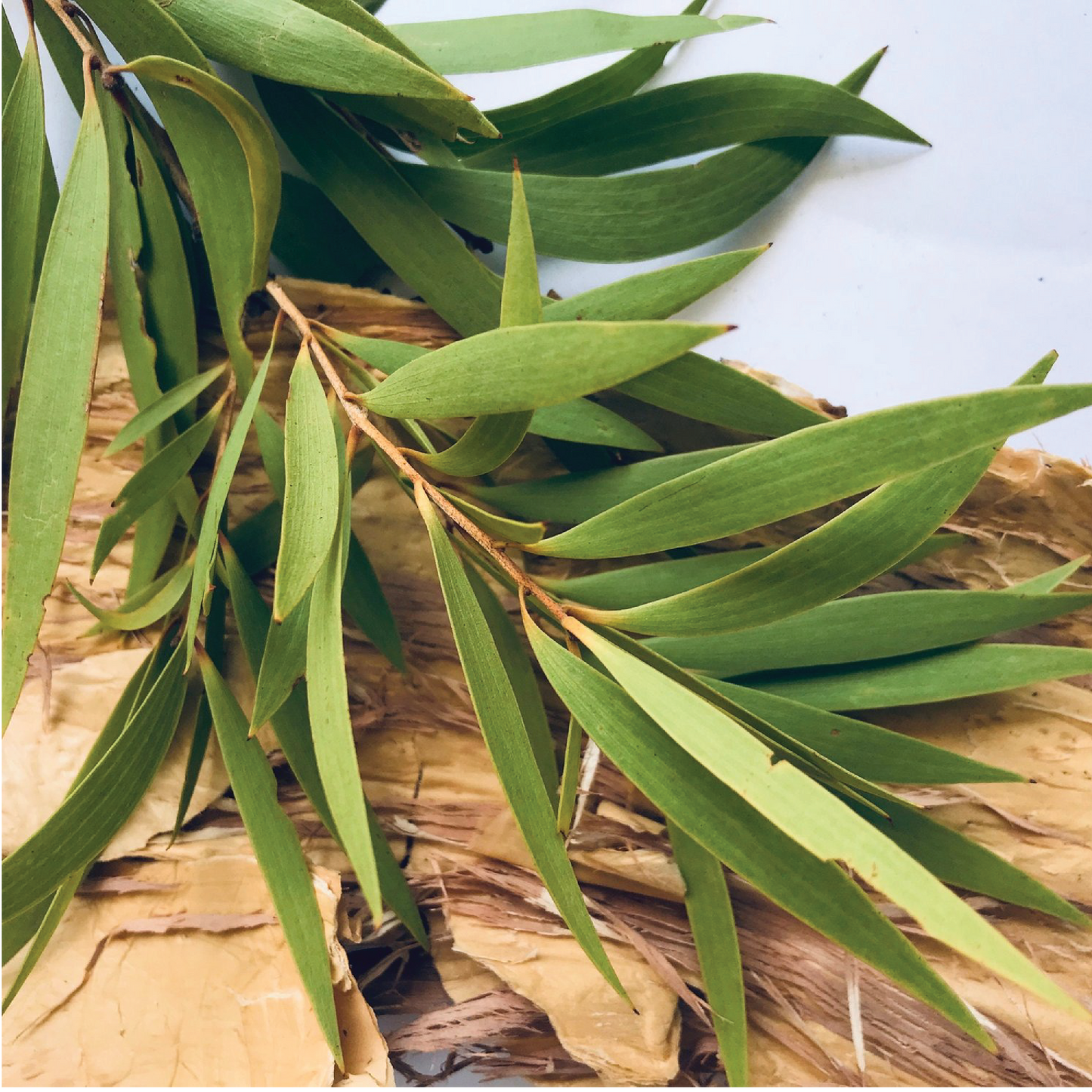 Nämbarra Skin Recovery Balm