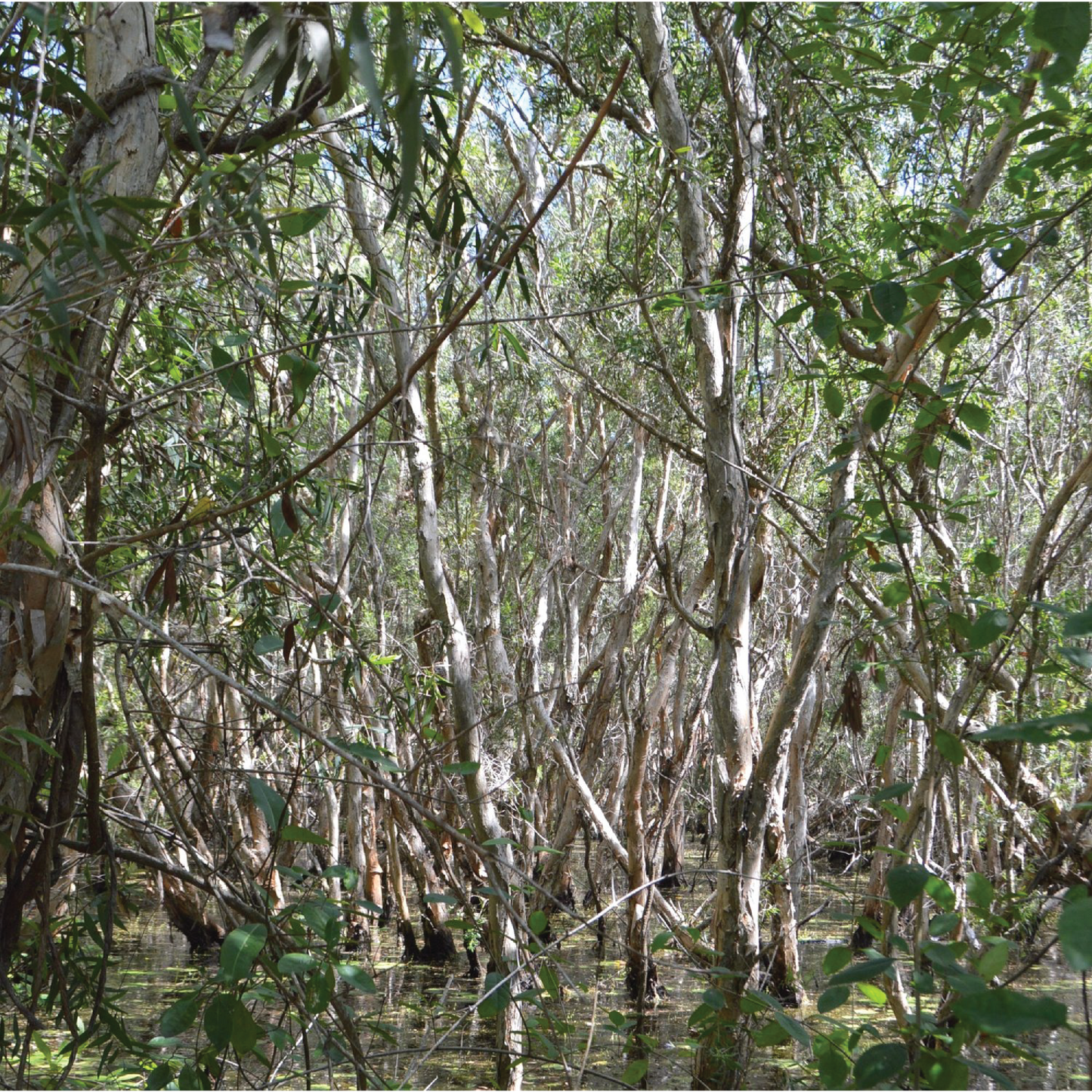 Nämbarra Skin Recovery Balm