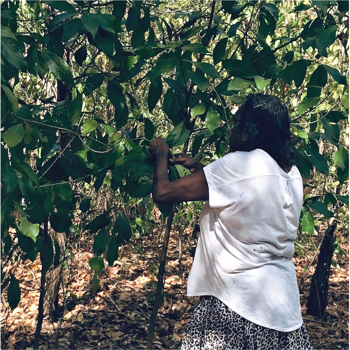 Butjiriŋaniŋ Healing Balm