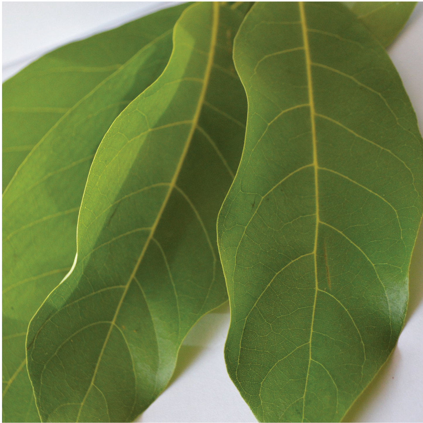 Butjiriŋaniŋ Healing Balm