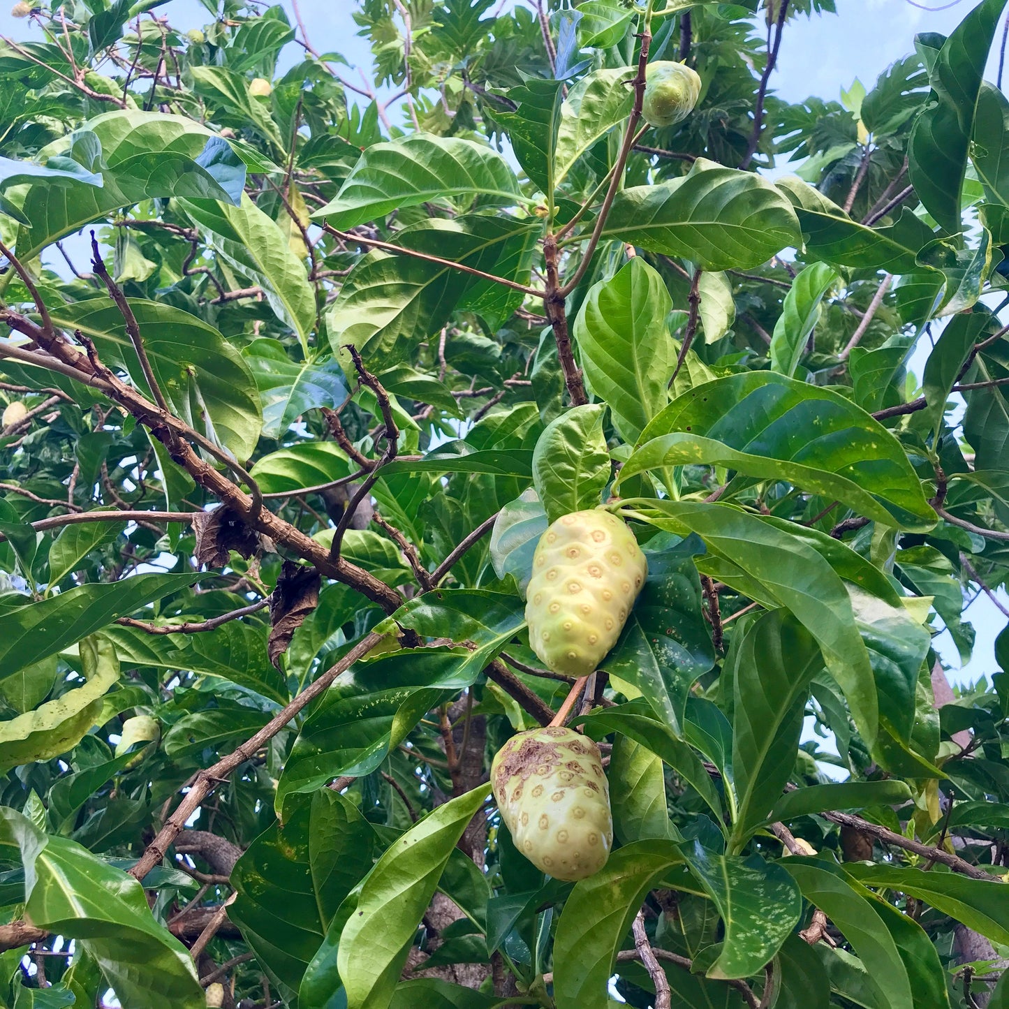 Green noni fruits hanging from leafy branches in a tree, with lush green foliage and blue sky visible in the background.