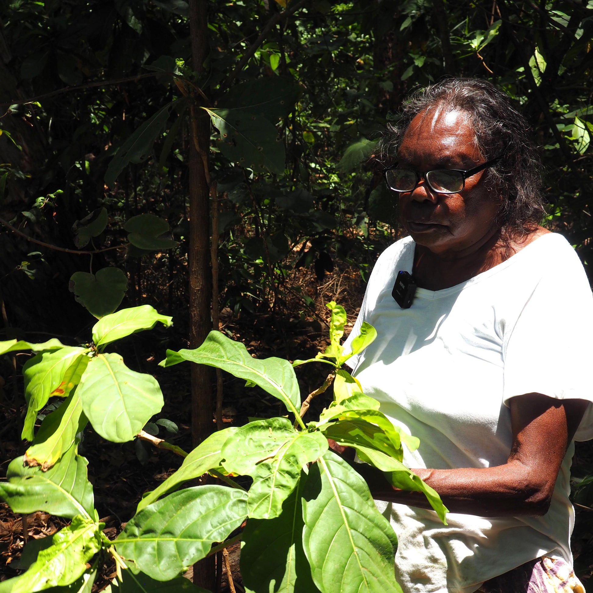 A woman wearing glasses and a white t-shirt stands outdoors in a forest setting, holding a leafy green plant.