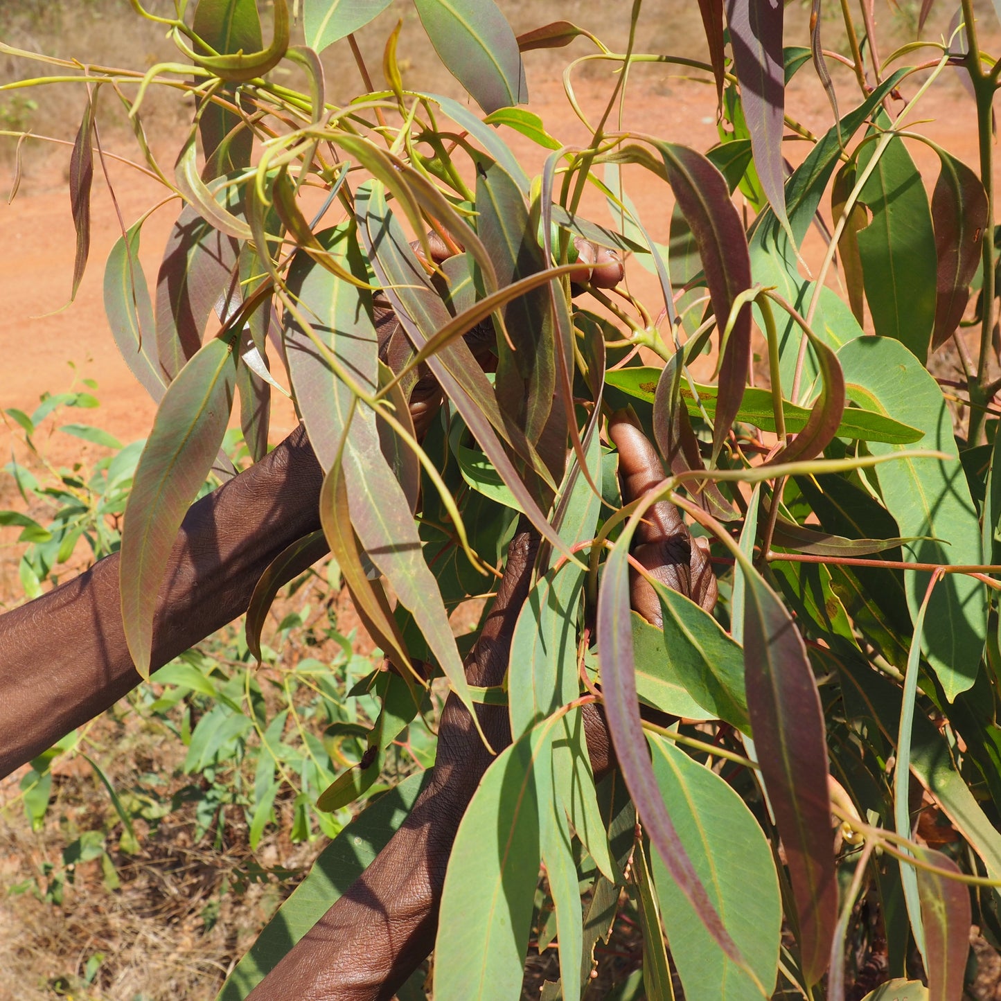 Gadayka Breathe Balm